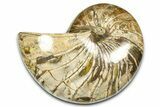 Polished Fossil Nautilus (Cymatoceras) - Madagascar #379013-1